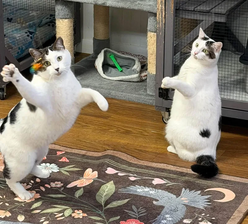 An adult large-sized male Domestic Short Hair cat named Jack & JIll for adoption in McDonald, PA