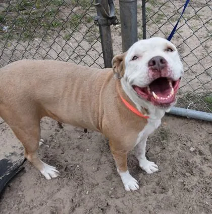 An adult large-sized female Golden American Staffordshire Terrier dog named Dottie for adoption in Inverness, FL