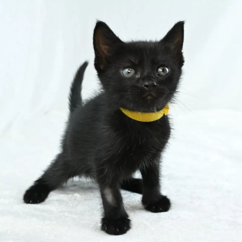 A baby small-sized female Black Domestic Short Hair cat named Freida for adoption in Mobile, AL