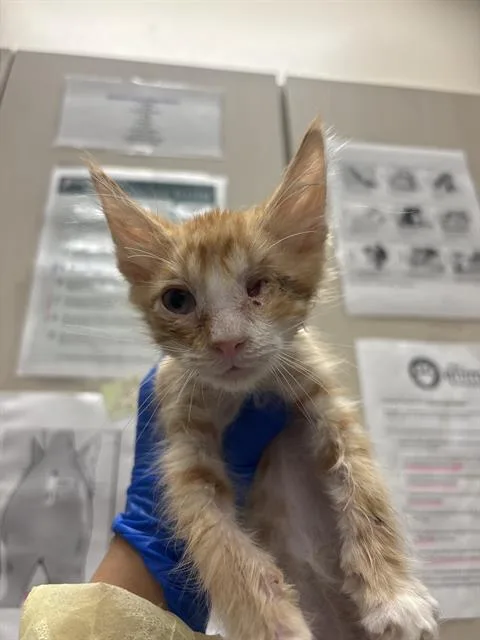 A baby small-sized male Domestic Short Hair cat named Europa for adoption in Las Vegas, NV