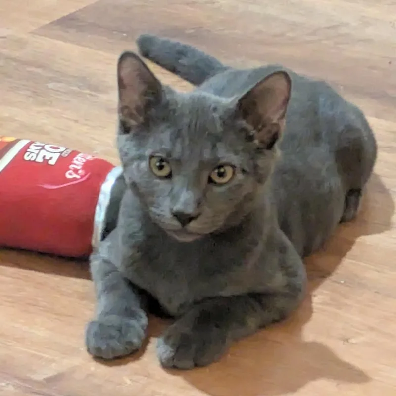 A baby small-sized male Gray / Blue / Silver Domestic Short Hair cat named Butterfinger for adoption in FAIRWAY, KS