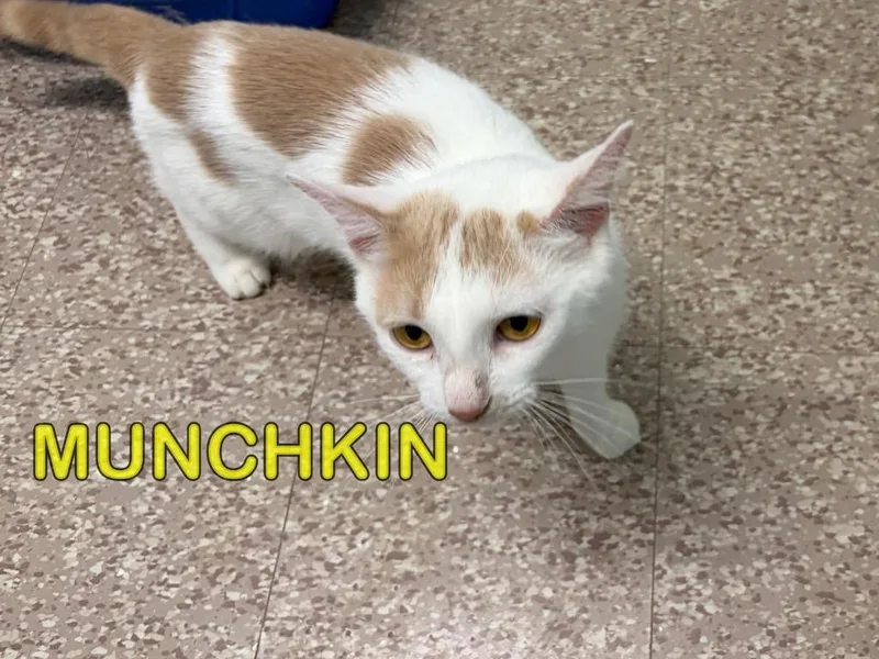 A young small-sized female Domestic Short Hair cat named Munchkin for adoption in Plattsburgh, NY