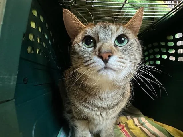 A young small-sized female Domestic Short Hair cat named Maam for adoption in Boston, MA