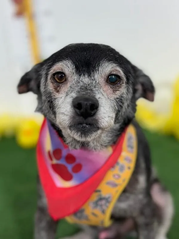 A young small-sized female Gray / Blue / Silver Border Terrier dog named Dr.pepper for adoption in Carlsbad, CA