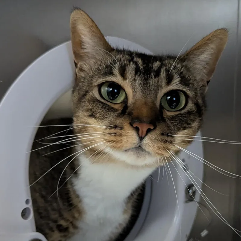 An adult medium-sized female Domestic Short Hair cat named Chipmunk for adoption in Aberdeen, WA