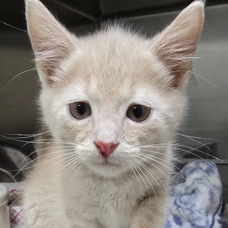 A baby small-sized male Buff / Tan / Fawn Domestic Short Hair cat named Barron for adoption in Yanceyville, NC