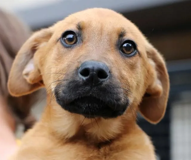 A baby small-sized female Rottweiler dog named Maple for adoption in San Luis Obispo, CA