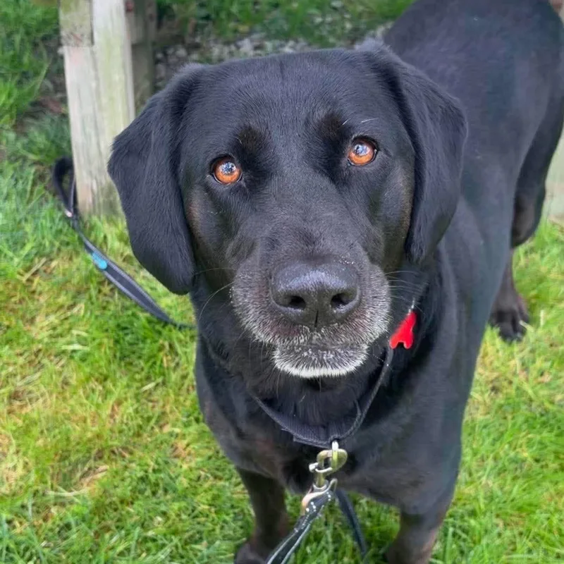 An adult large-sized female Labrador Retriever dog named Chloe for adoption in Valparaiso, IN