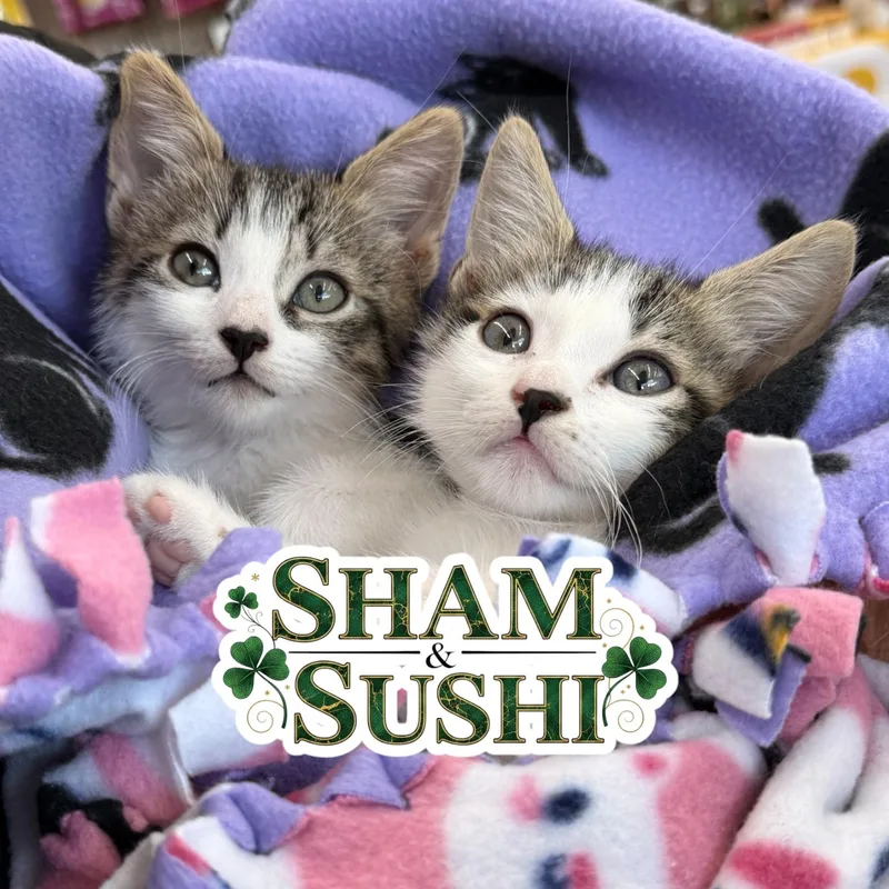 A baby medium-sized male White Domestic Short Hair cat named Sham & Sushi for adoption in Boca Raton, FL