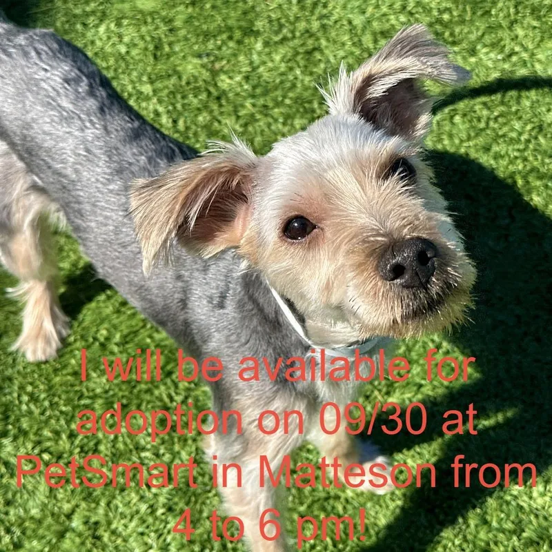 A young small-sized male Yorkshire Terrier dog named Jojo for adoption in Matteson, IL