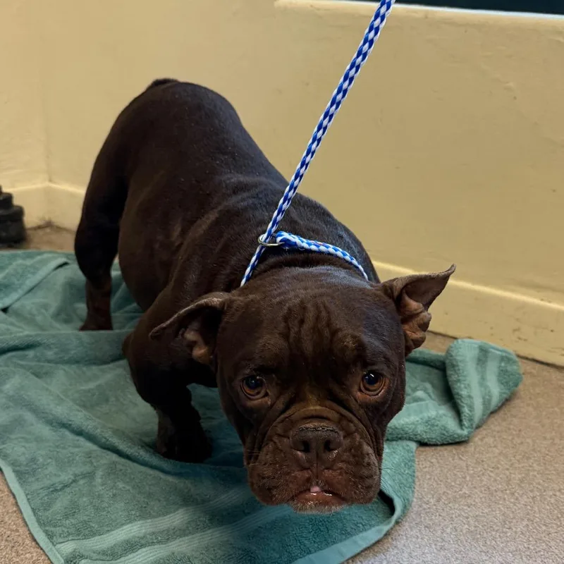 An adult medium-sized female Brown / Chocolate French Bulldog dog named Tia for adoption in Pasadena, CA