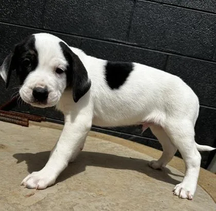 A baby large-sized male Bluetick Coonhound dog named King Neptune for adoption in Wilkesboro, NC