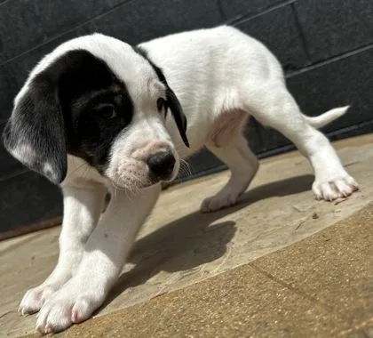 King Neptune thumbnail 3