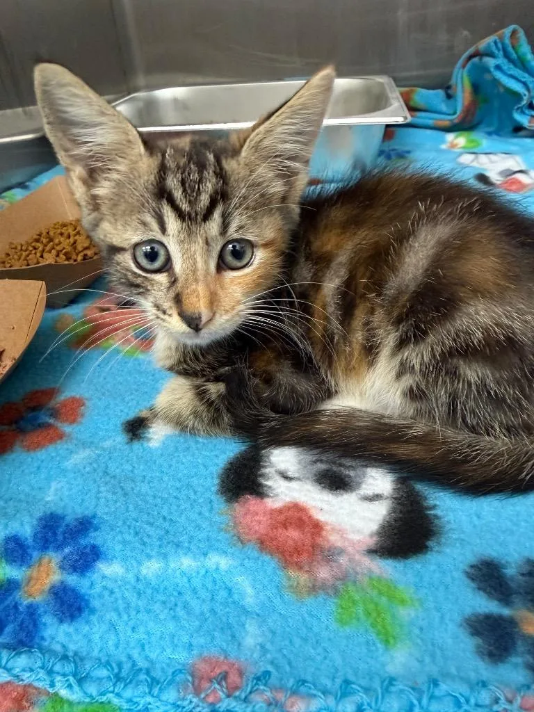 A baby medium-sized female Domestic Short Hair cat named Jolene for adoption in Hartsville, SC