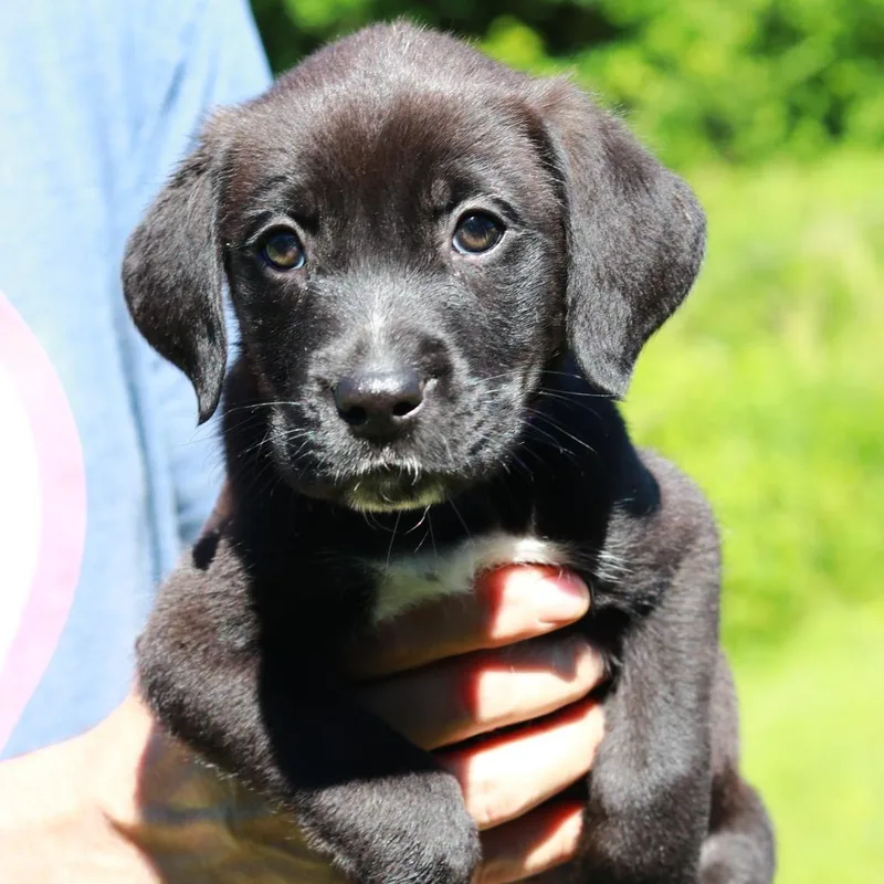 A baby medium-sized male Black Border Collie dog named Ct Reeses Puffs Avail for adoption in Stormville, NY