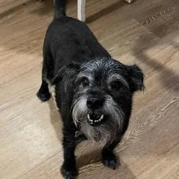 A senior small-sized male Black Terrier dog named Dilly Dally for adoption in Greensboro, NC