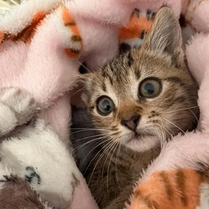 A baby small-sized male Brown / Chocolate Domestic Short Hair cat named Bolt for adoption in San Antonio, TX