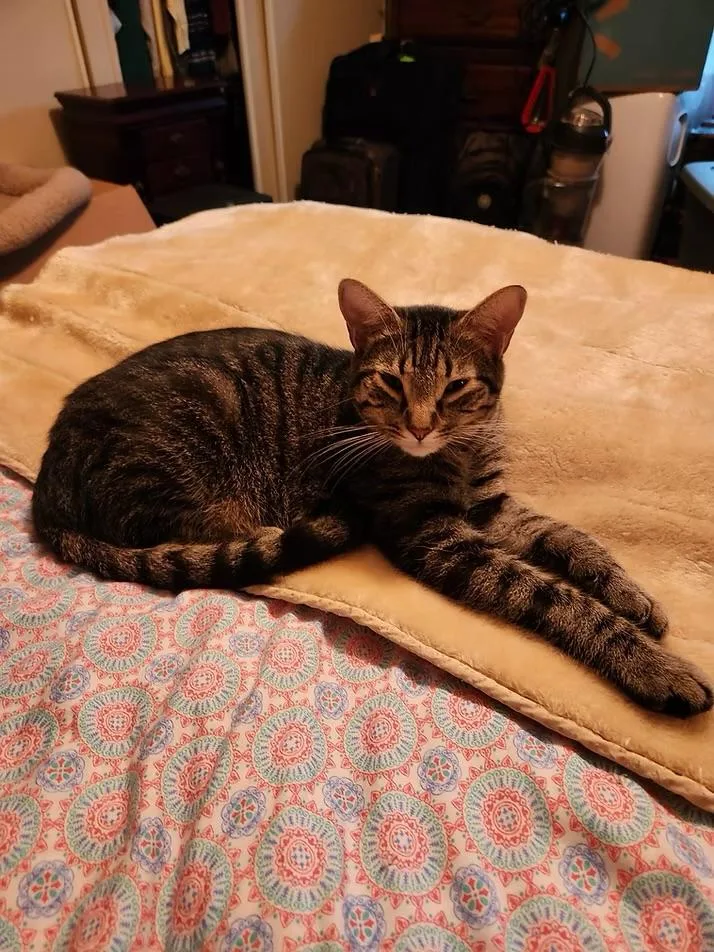 A young medium-sized male Tabby (Brown / Chocolate) Domestic Short Hair cat named Snoopy for adoption in Loogootee, IN