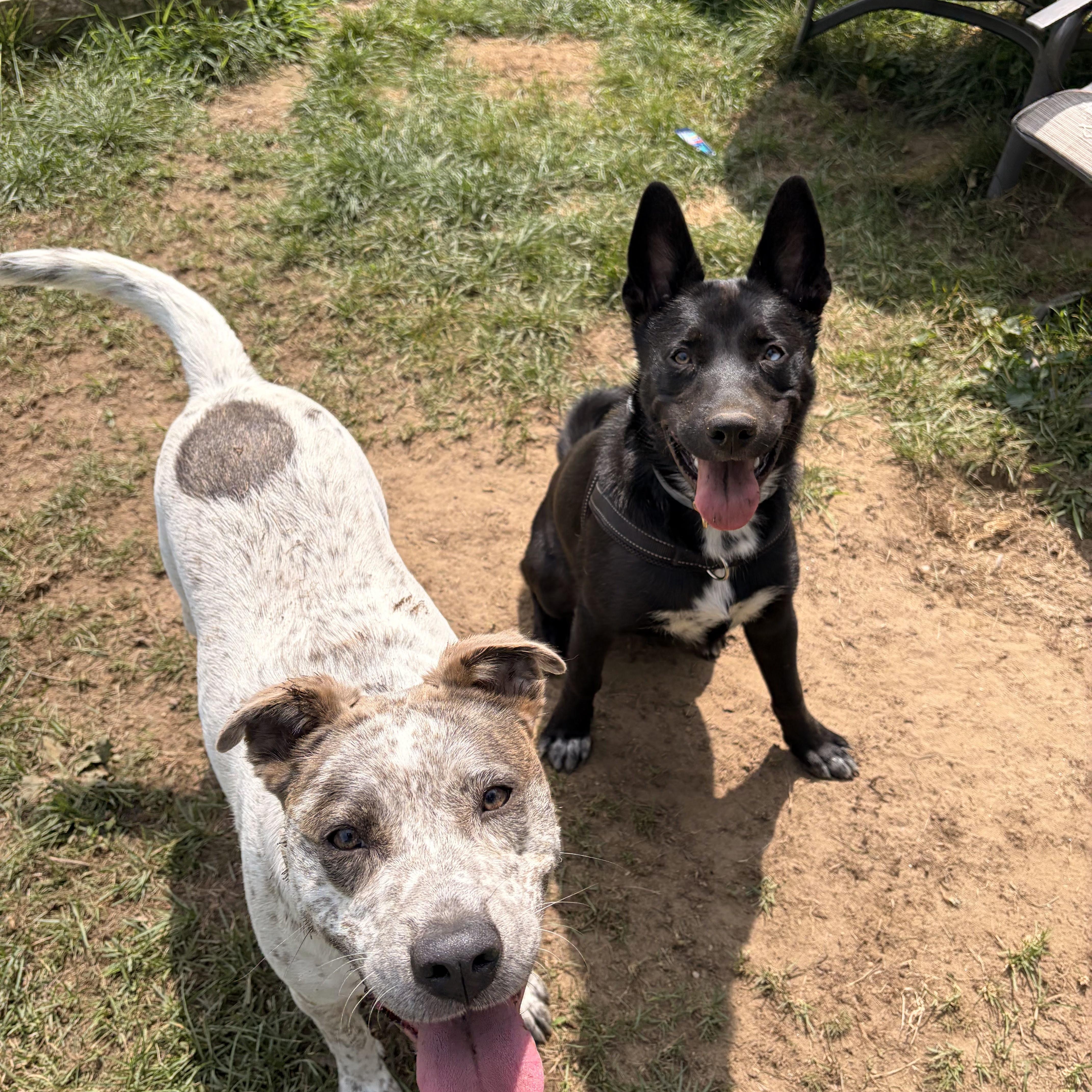 A young medium-sized female Cattle Dog dog named Robyn for adoption in New Boston, NH