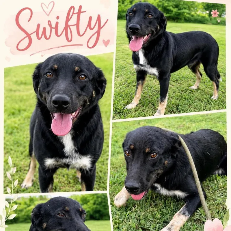 An adult medium-sized female Black Shepherd dog named Swifty Soledad for adoption in Hackett, AR