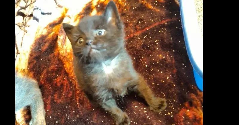 A baby small-sized male Black Domestic Short Hair cat named Bearr. for adoption in Peoria, IL