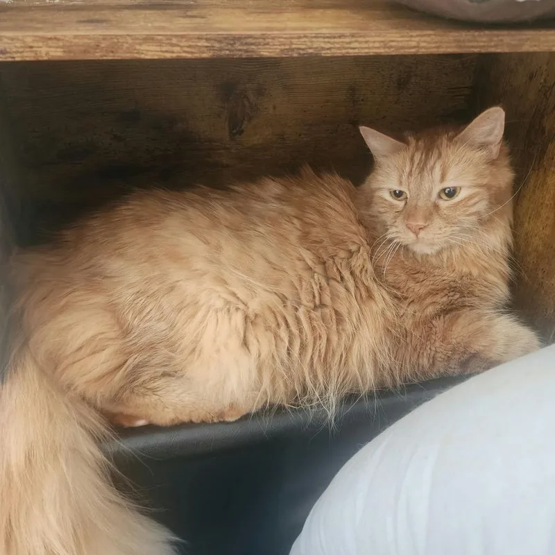 An adult large-sized male Orange / Red Domestic Short Hair cat named Garfield for adoption in Reno, NV