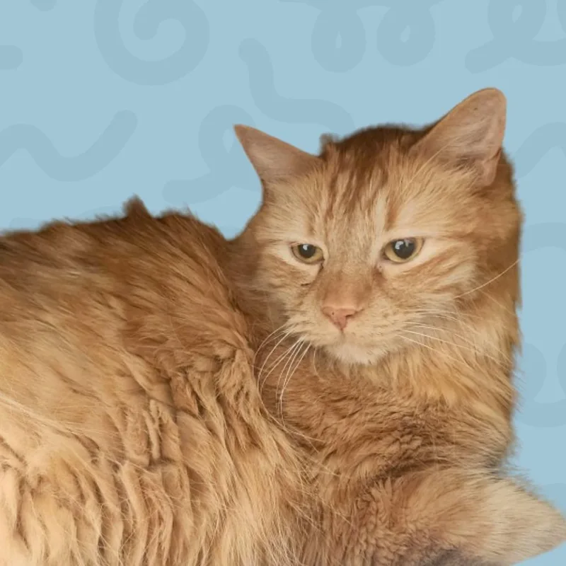 Garfield thumbnail 2