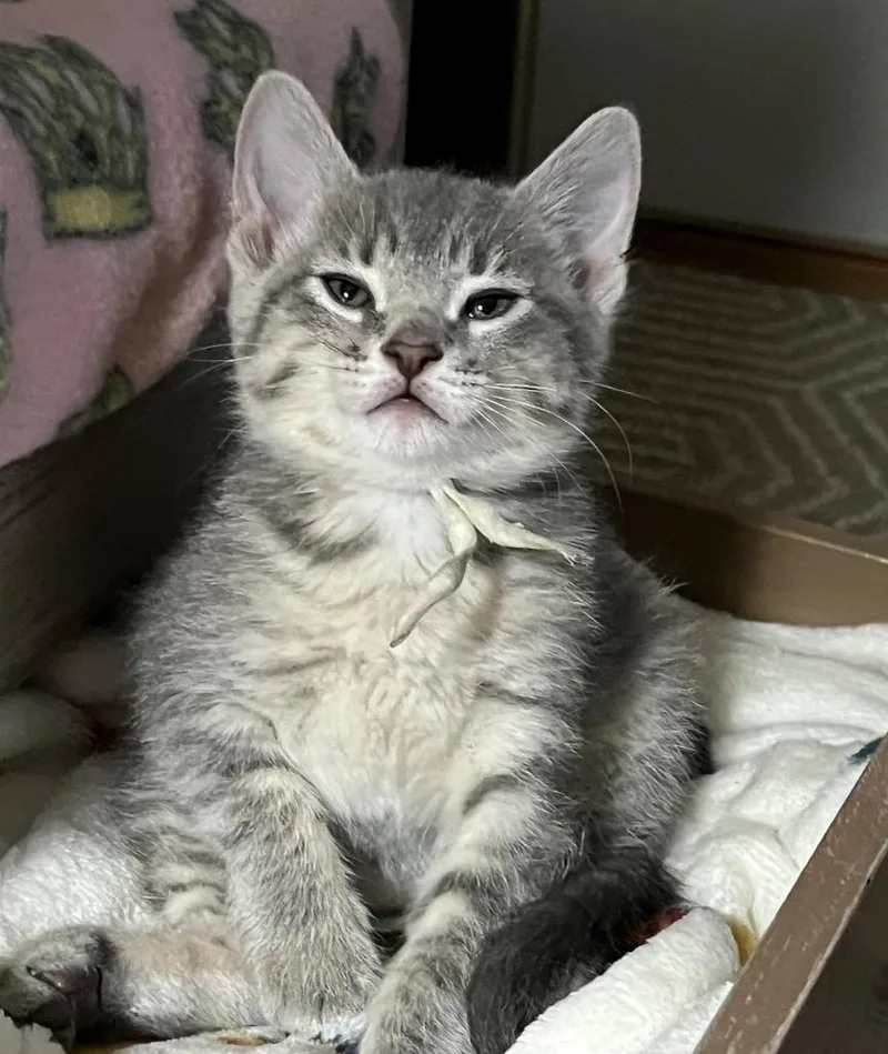 A baby small-sized female Domestic Short Hair cat named Violet for adoption in Fond Du Lac, WI