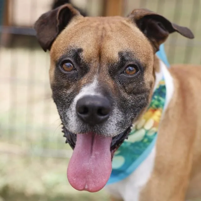 An adult medium-sized male Boxer dog named Louie for adoption in San Antonio, TX