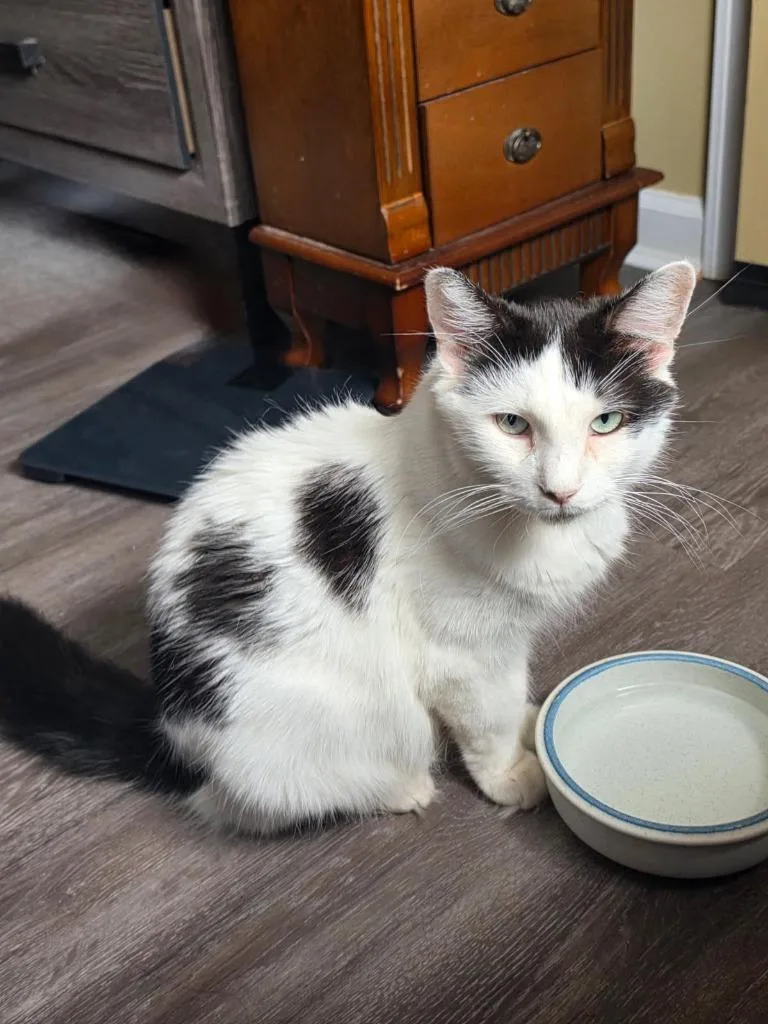 A young medium-sized female Domestic Short Hair cat named Alexandria for adoption in Windsor, CT