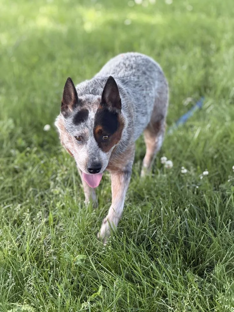 An adult large-sized female Australian Cattle Dog / Blue Heeler dog named Millie for adoption in Mansfield, OH