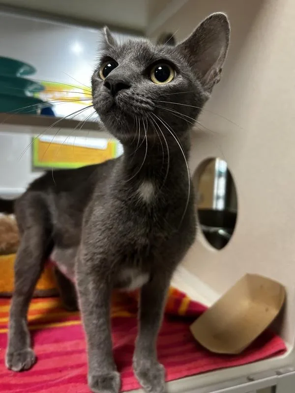 A young small-sized female Domestic Short Hair cat named Madeline for adoption in Oakland, CA