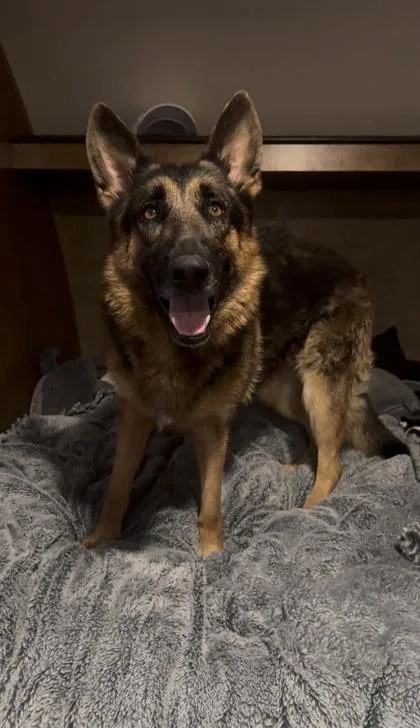 An adult large-sized female German Shepherd Dog dog named Carol in HR for adoption in New Orleans, LA