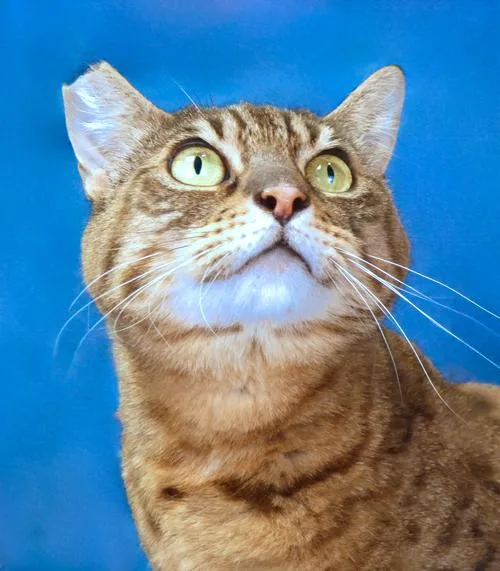 A young medium-sized female Domestic Short Hair cat named Lola for adoption in Pasadena, CA