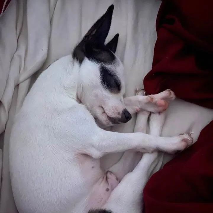An adult small-sized male White / Cream Chihuahua dog named Jeanu for adoption in Lynchburg, VA