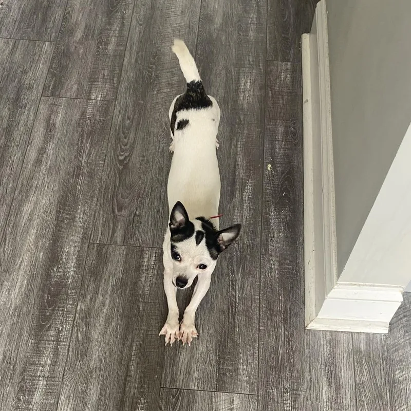 Jeanu thumbnail 4