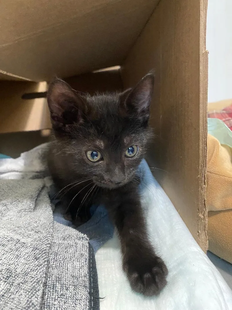 A baby medium-sized female Black Domestic Short Hair cat named Sunny for adoption in East Brunswick, NJ