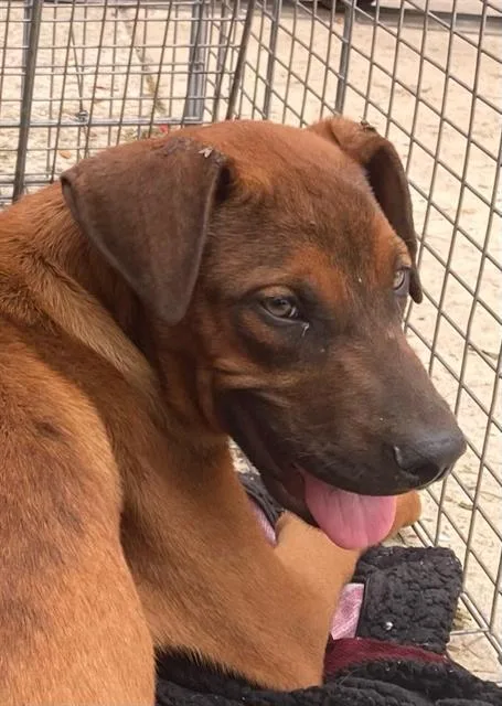 A baby large-sized male Rhodesian Ridgeback dog named Blue for adoption in Dallas, TX