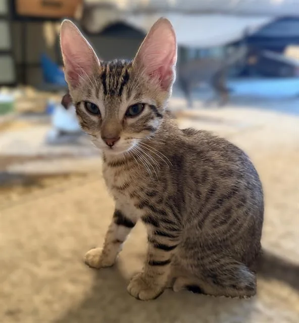 A baby small-sized male Domestic Short Hair cat named Cinnabon for adoption in Sacramento, CA