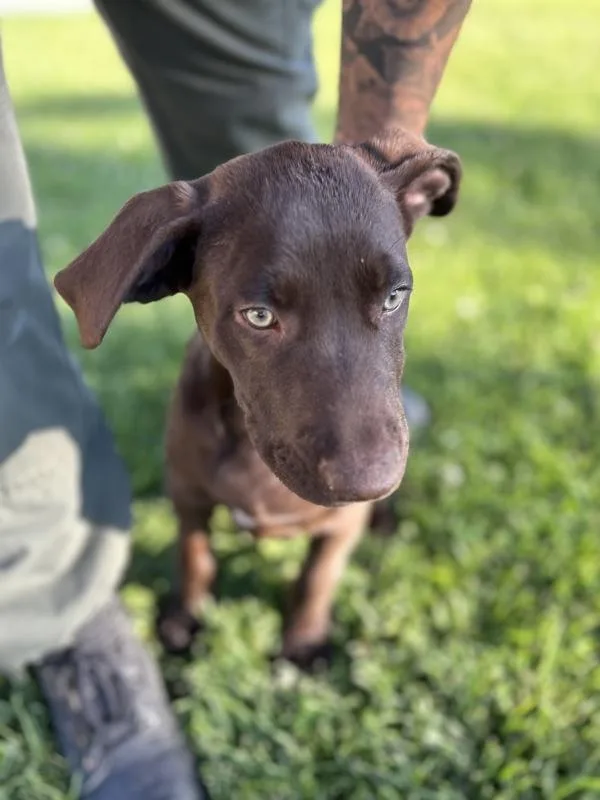 A baby large-sized male Labrador Retriever dog named Hershey for adoption in Victorville, CA