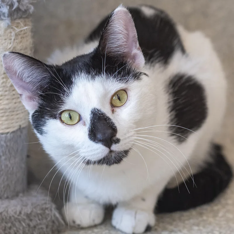 A young medium-sized male Black & White / Tuxedo Domestic Short Hair cat named Mickey for adoption in Pontiac, MI