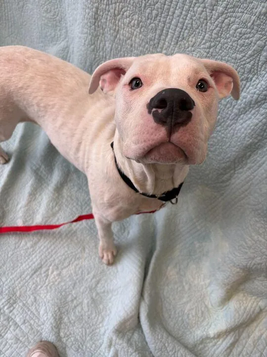 A young medium-sized male Pit Bull Terrier dog named Goober for adoption in Jackson, MI