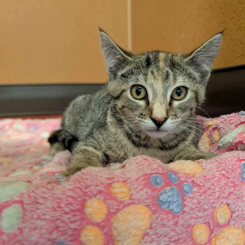 A baby small-sized female Tabby (Brown / Chocolate) Domestic Short Hair cat named Monica for adoption in Rochester, MN