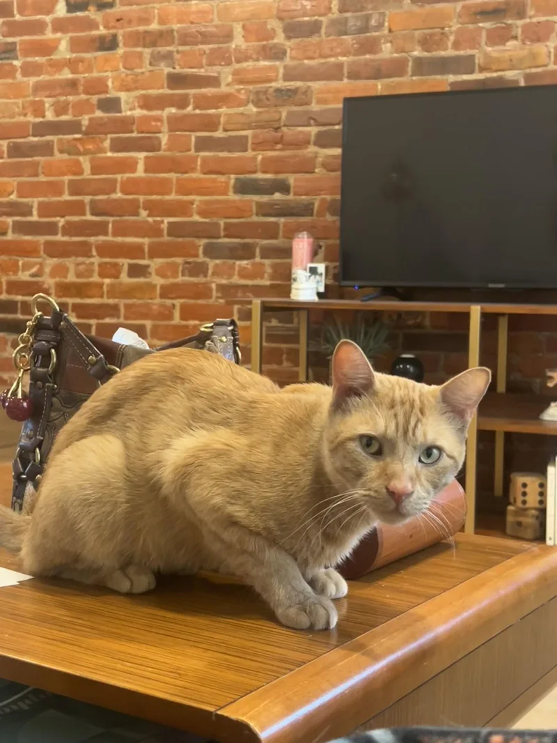 An adult medium-sized male Orange / Red Domestic Short Hair cat named Andy for adoption in Philadelphia, PA