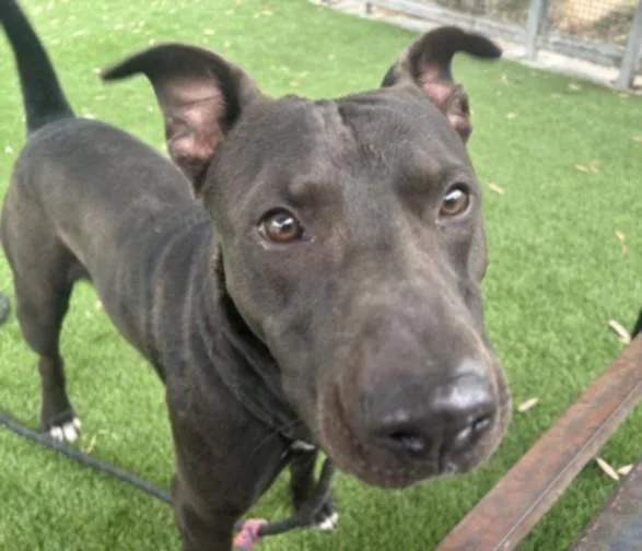 A young medium-sized male Pit Bull Terrier dog named King for adoption in Los Angeles, CA