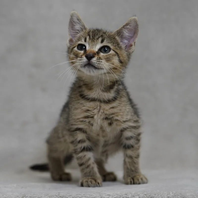 A baby small-sized female Brown / Chocolate Domestic Short Hair cat named Bailey for adoption in Sunnyvale, CA