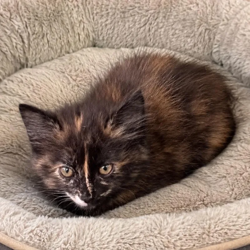 A baby small-sized female Tortoiseshell Domestic Medium Hair cat named Lilibeth for adoption in Mount Vernon, IN
