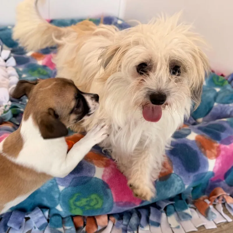 An adult small-sized female White / Cream Wirehaired Terrier dog named Crystal for adoption in Green Bay, WI