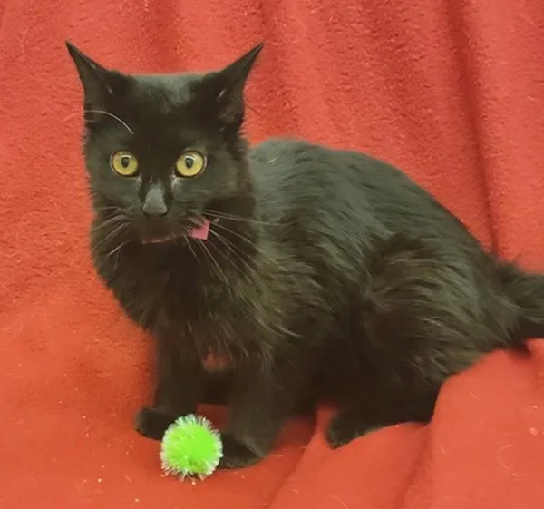 A young medium-sized female Domestic Medium Hair cat named Emma for adoption in Stratham, NH