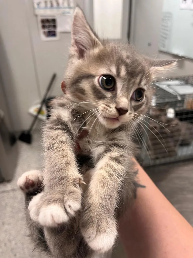 A baby medium-sized male Domestic Short Hair cat named Butter for adoption in Clarksville, TN